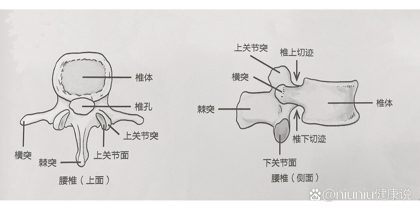 腰椎结构