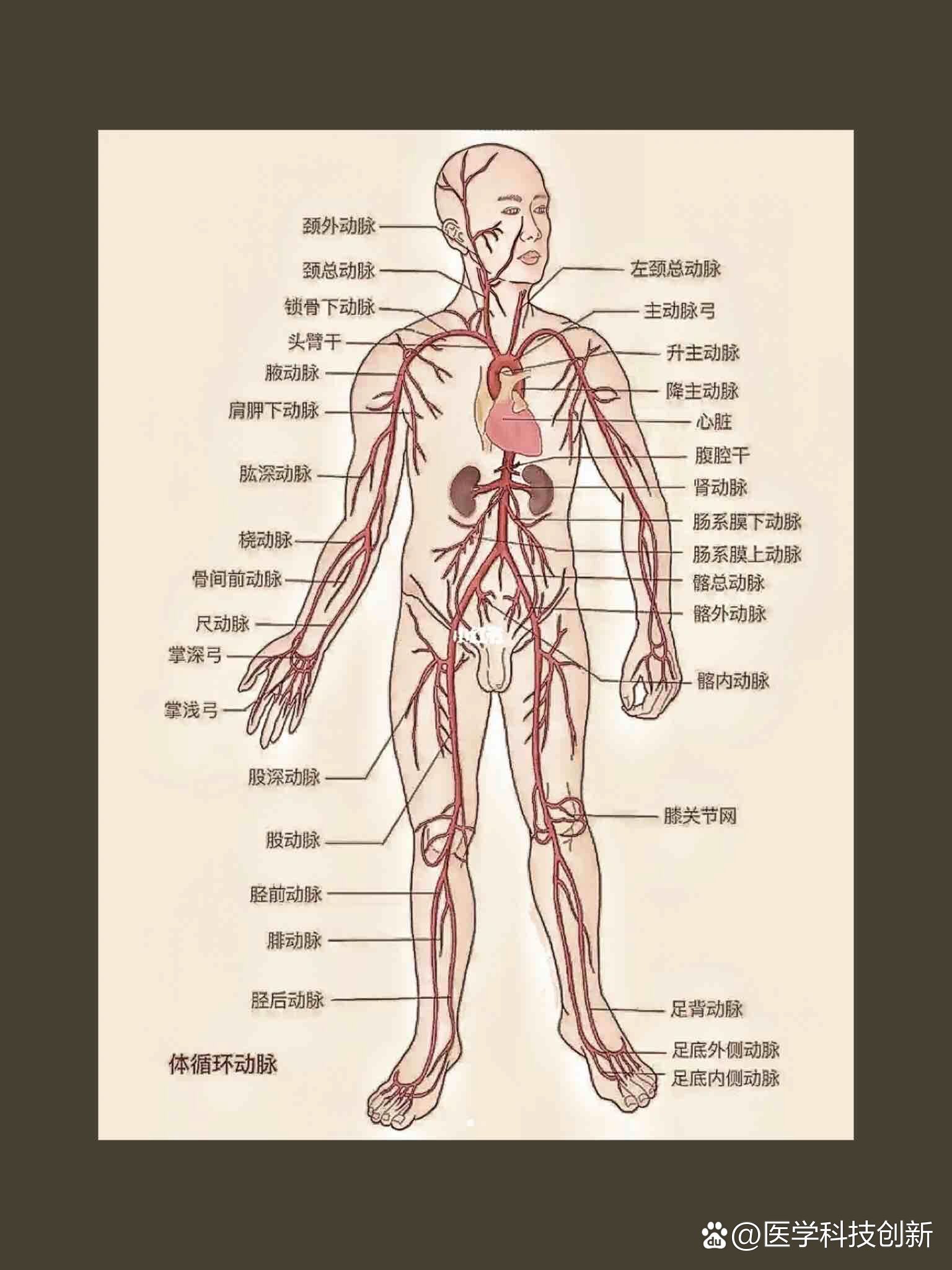 锁骨下动脉思维导图图片