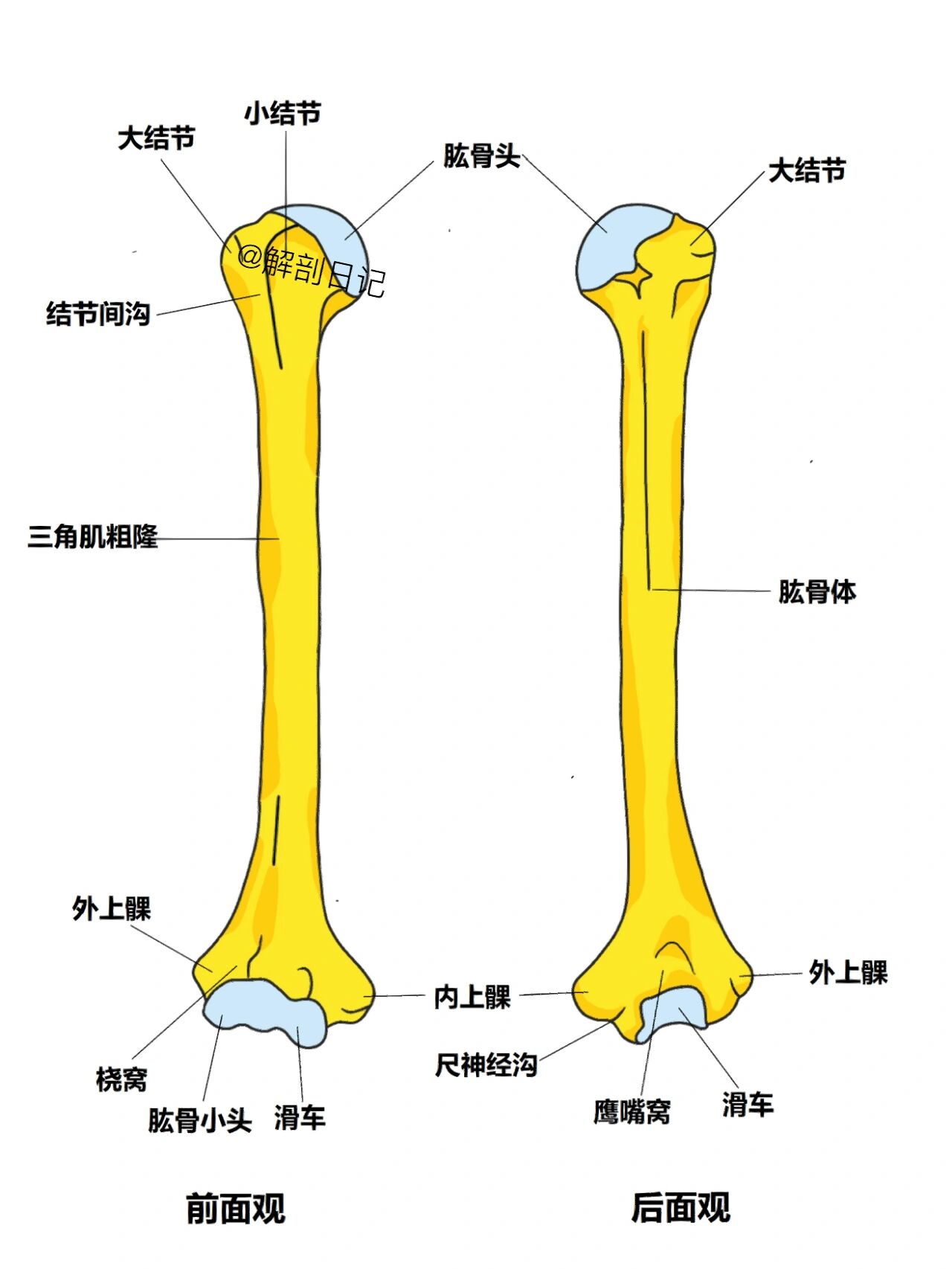 p 骨骼日记之上肢骨 br  br 简介 人体上肢骨总共大约有64块骨头