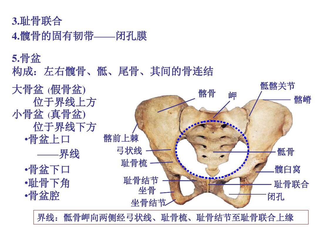 髂耻线图片