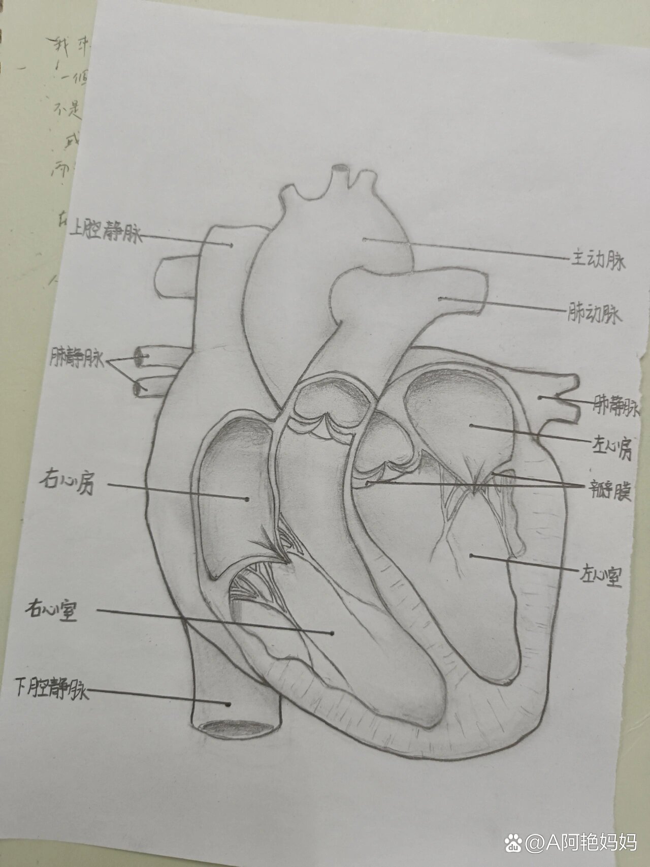 画心脏结构简图图片