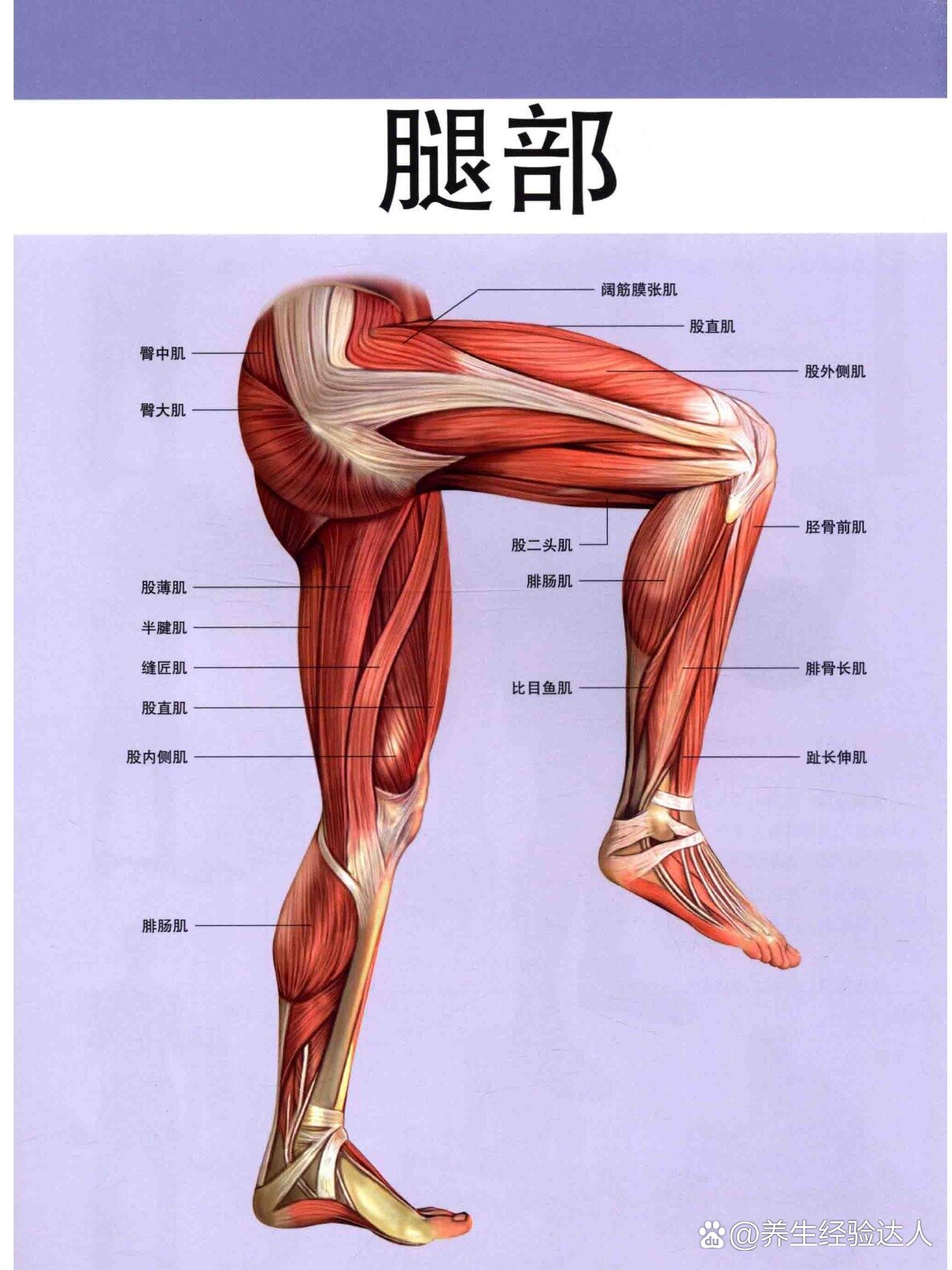 大腿部1