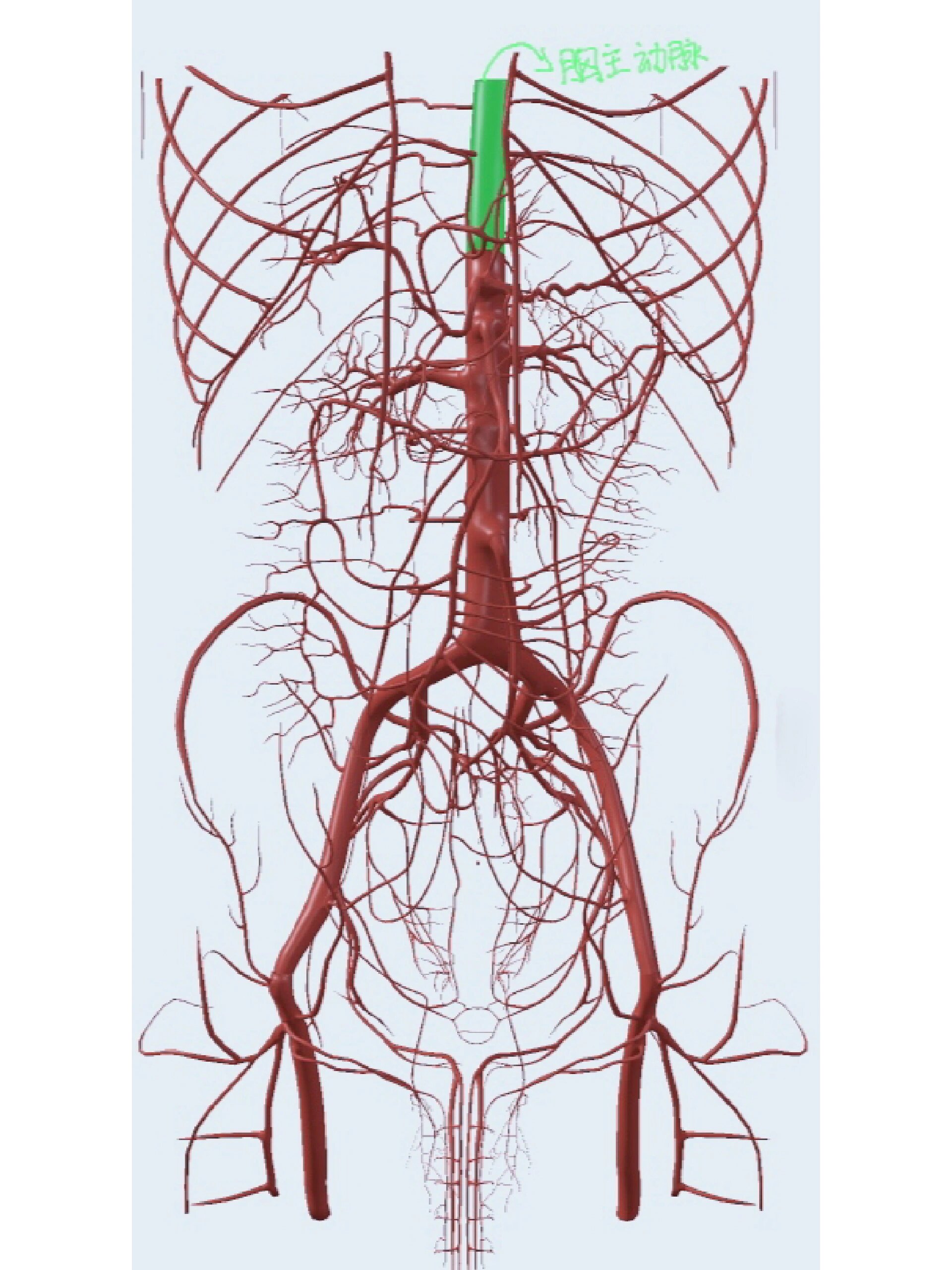 腹腔动脉解剖图谱图片