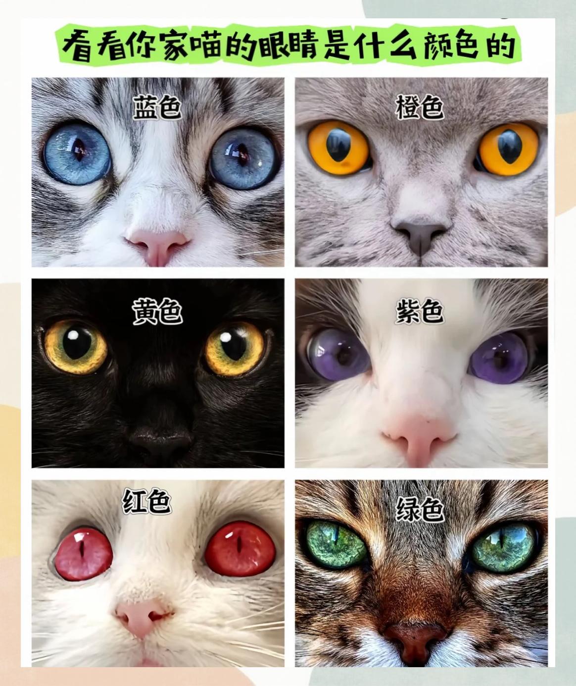 🐱瞳色大揭秘！