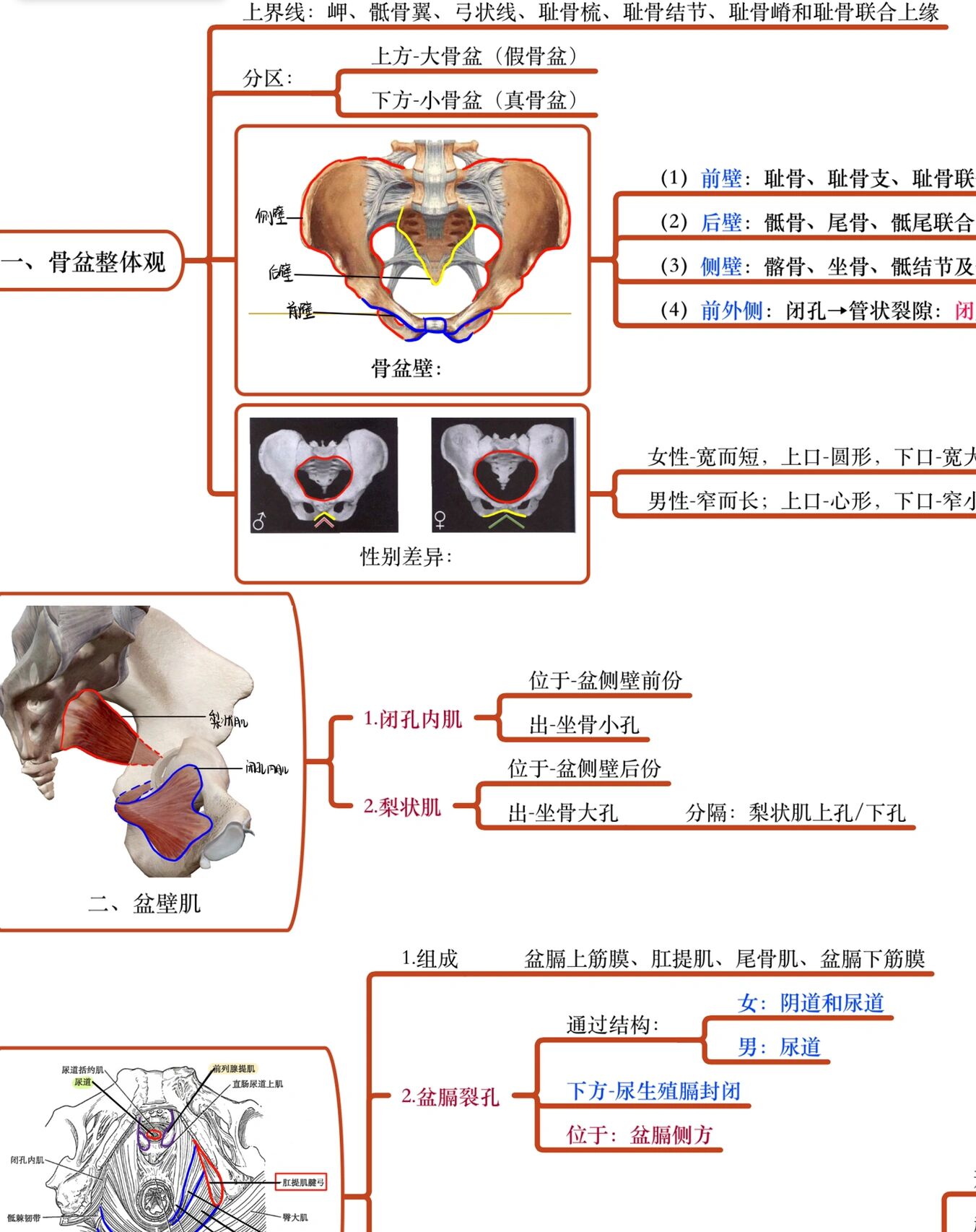 解剖界线位置图片