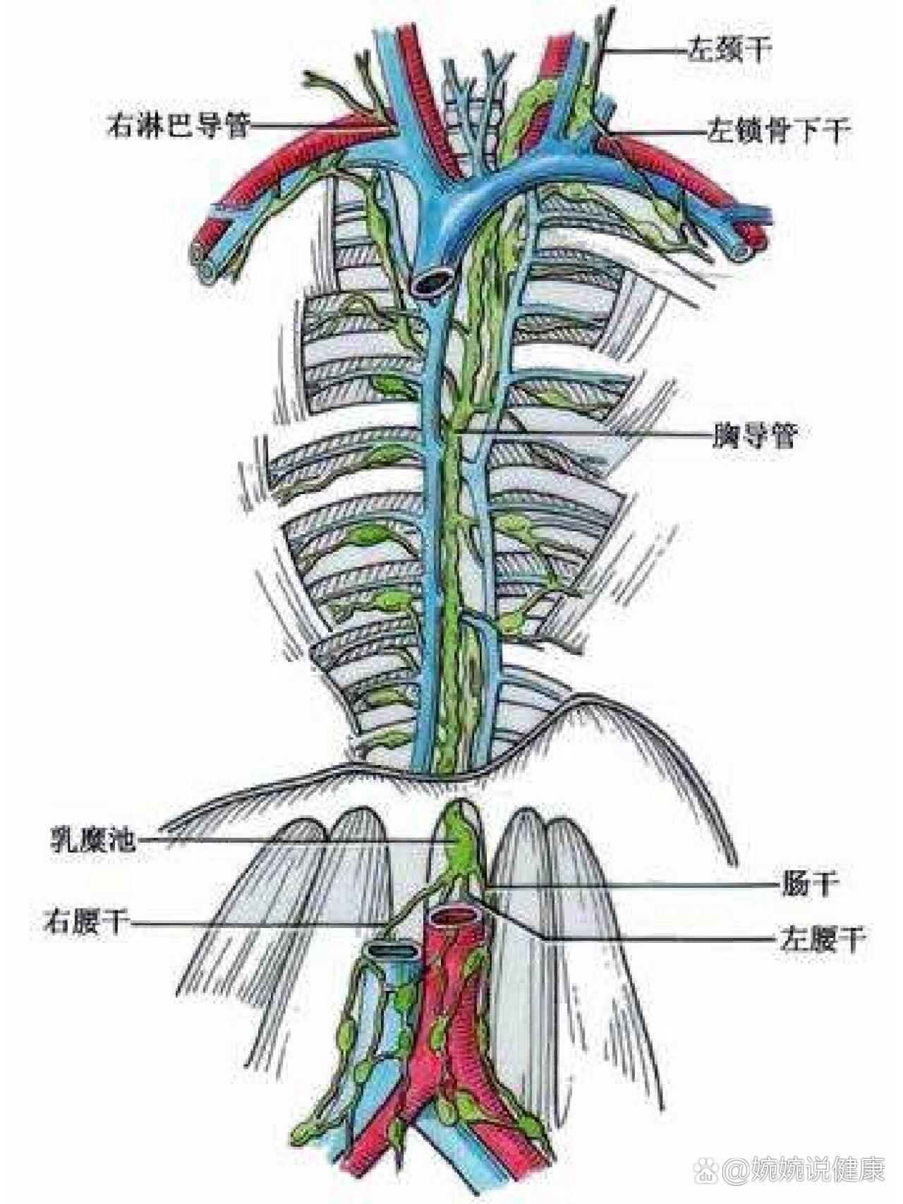 导管结构图手绘图片