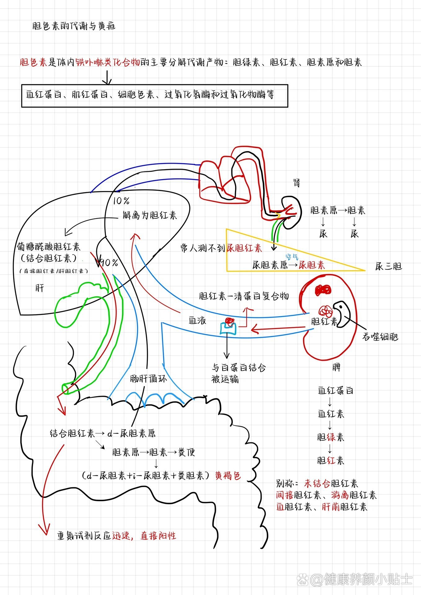 胆红素代谢示意图讲解图片