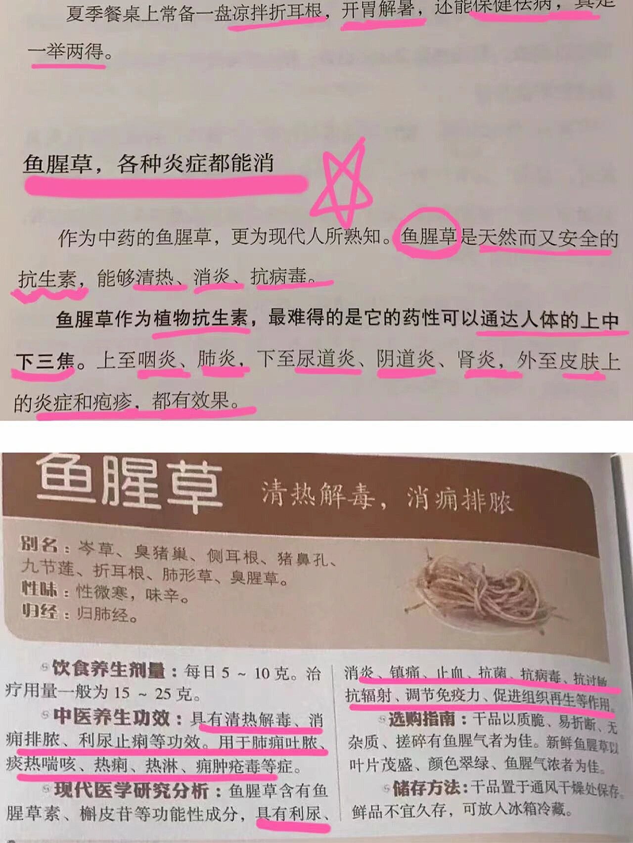 鱼腥草天然抗生素,喉咙痛扁桃体炎症超好用