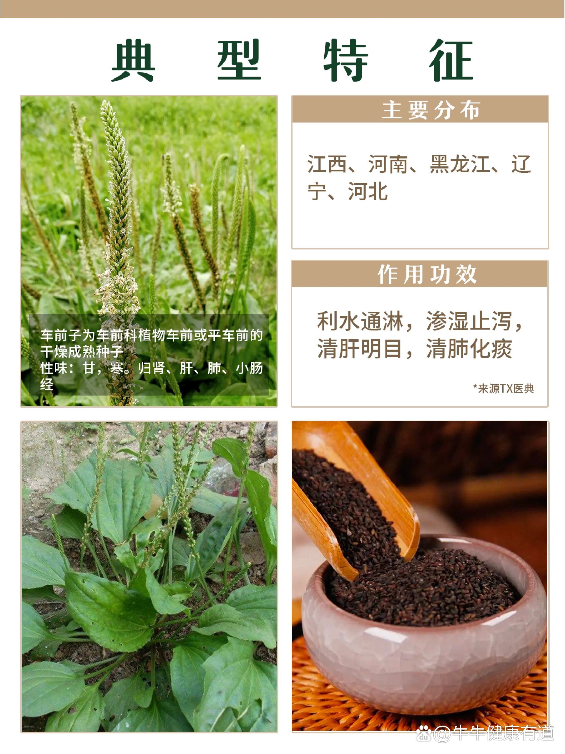 每天认识一味中草药73车前子