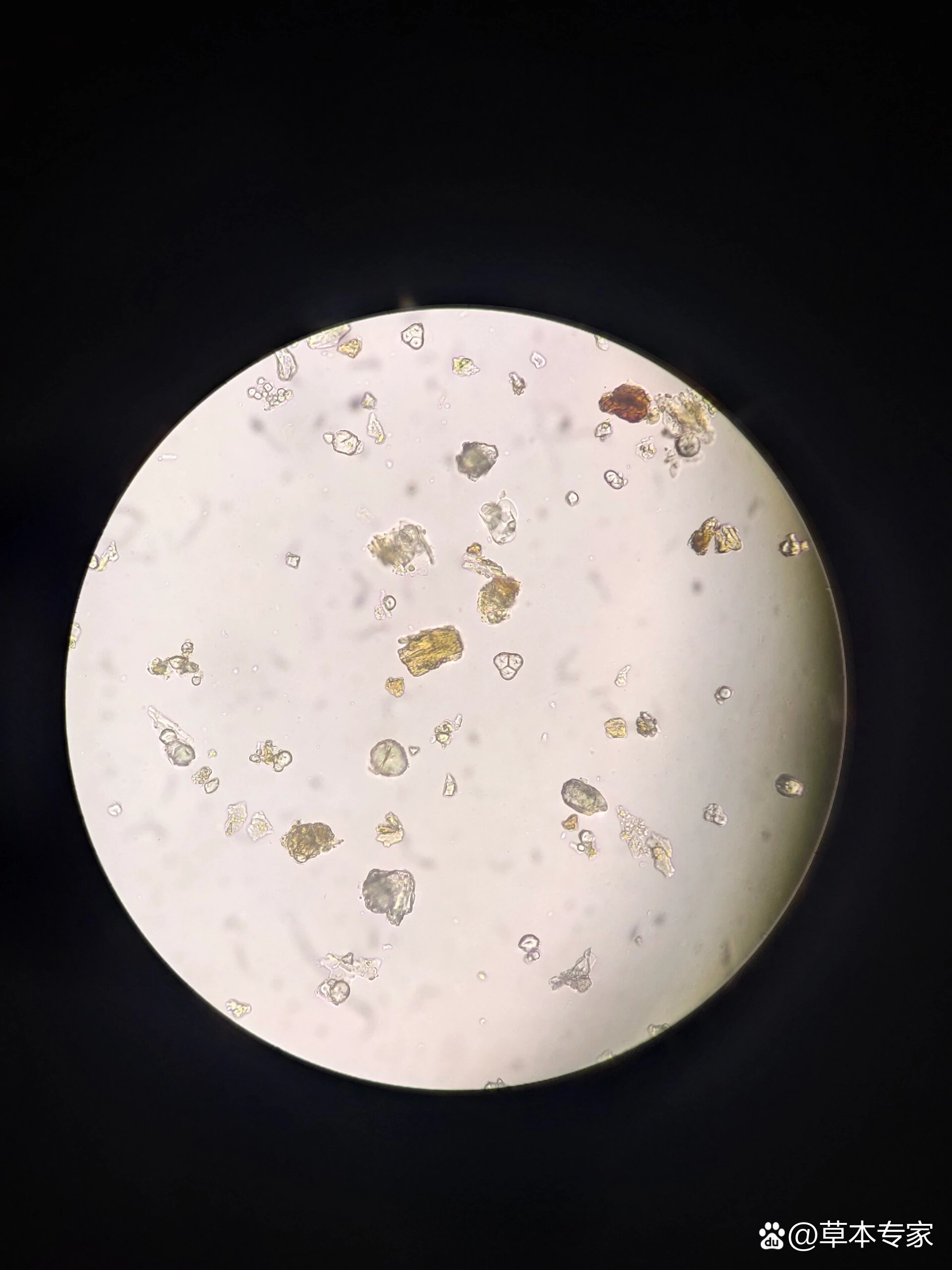 大黄粉末显微图