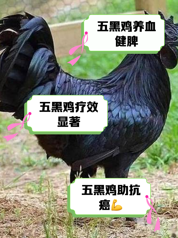 五黑鸡的功效与作用