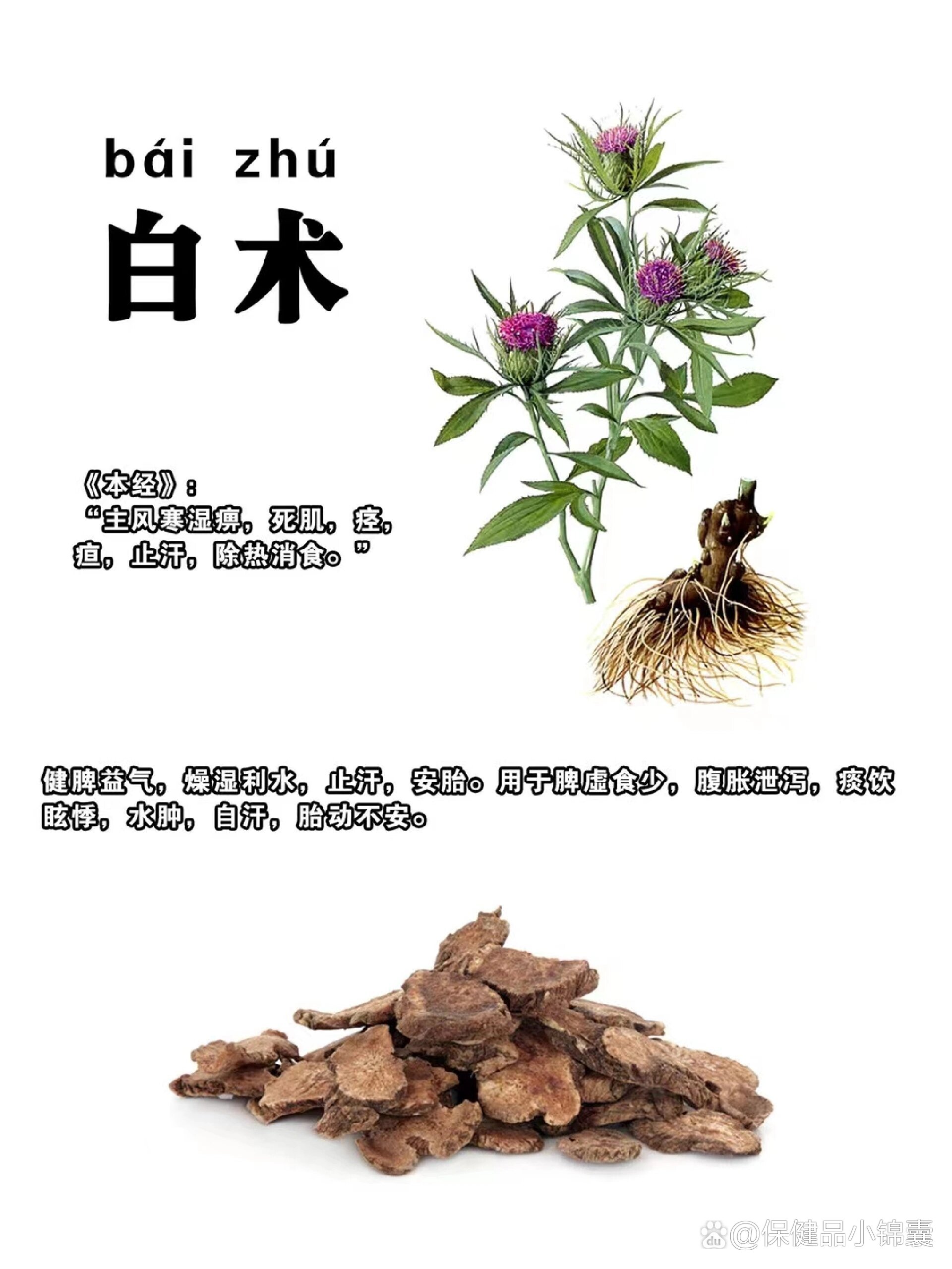 白松白术图片