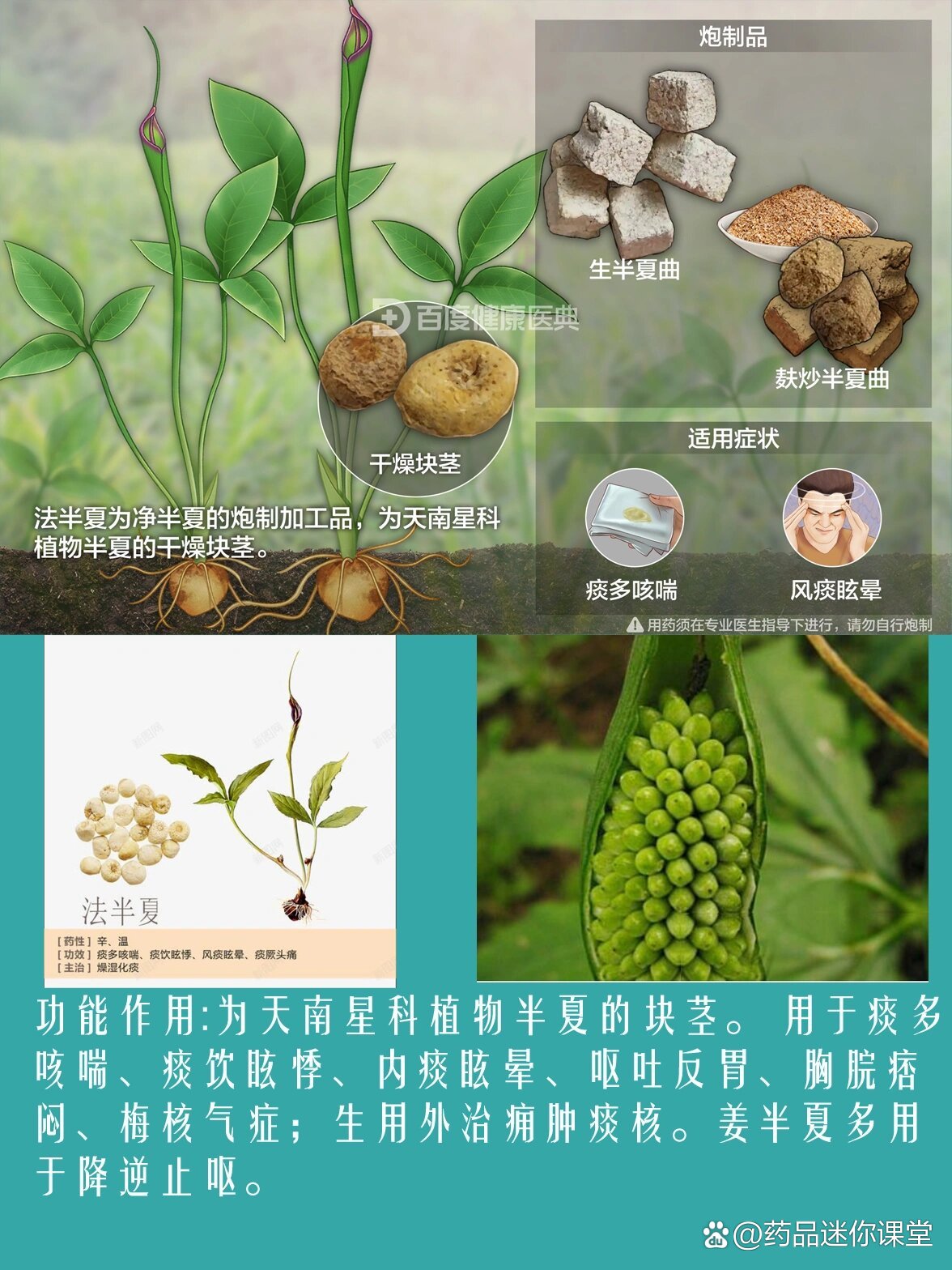 法半夏用量图片