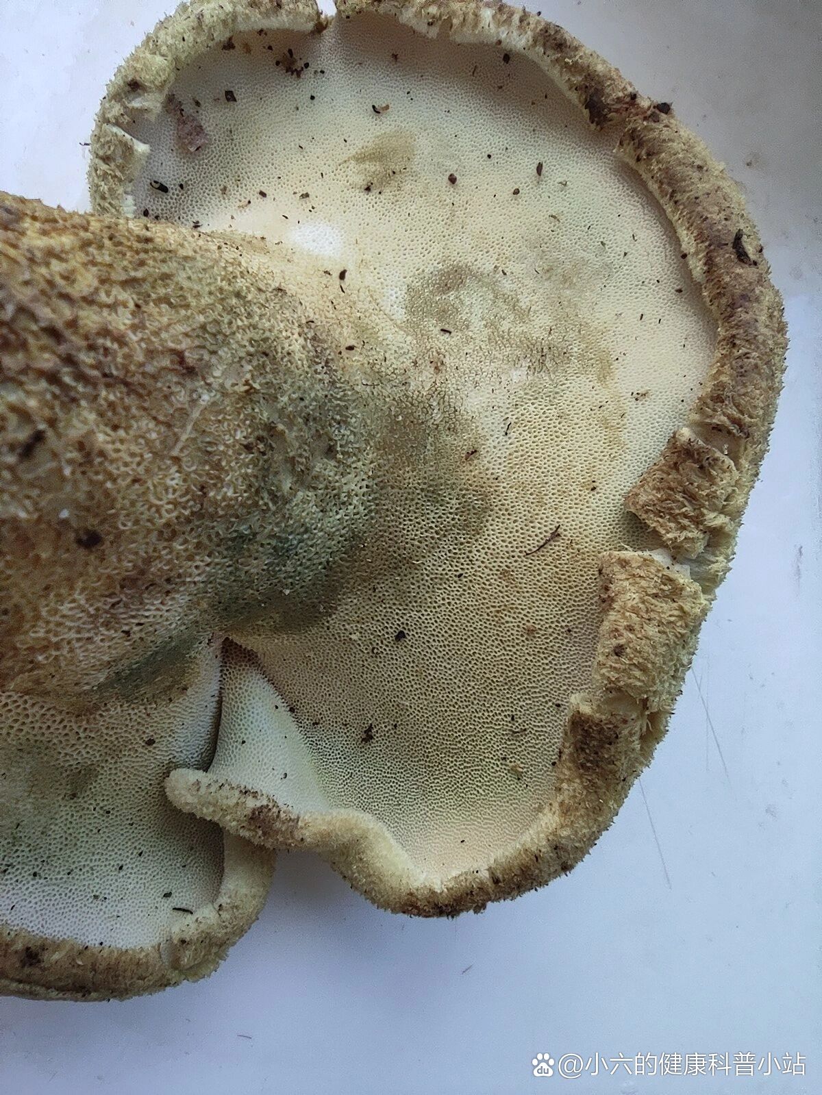 黄虎掌菌,又名牛肚菌,牛舌菌