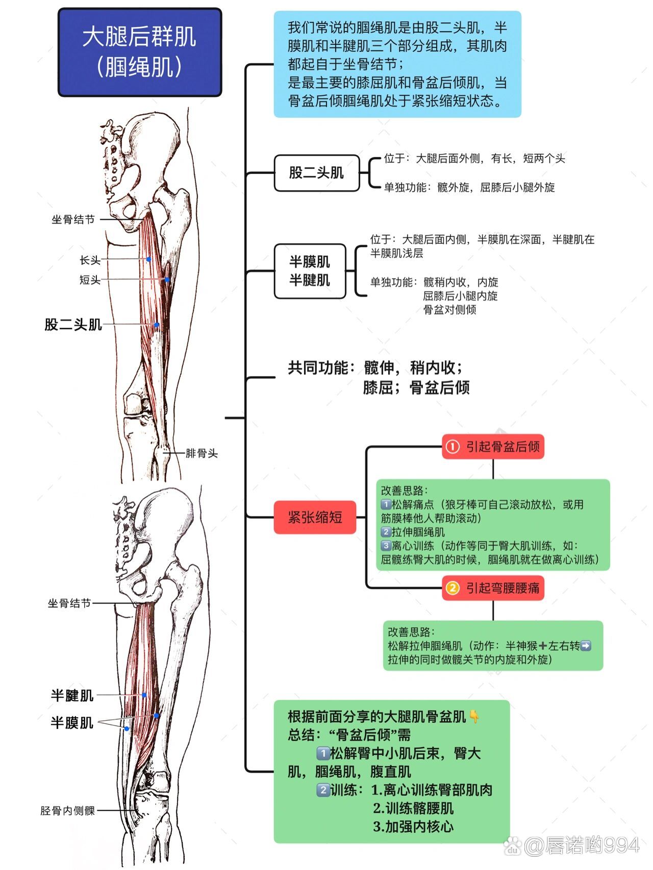 肌肉解剖