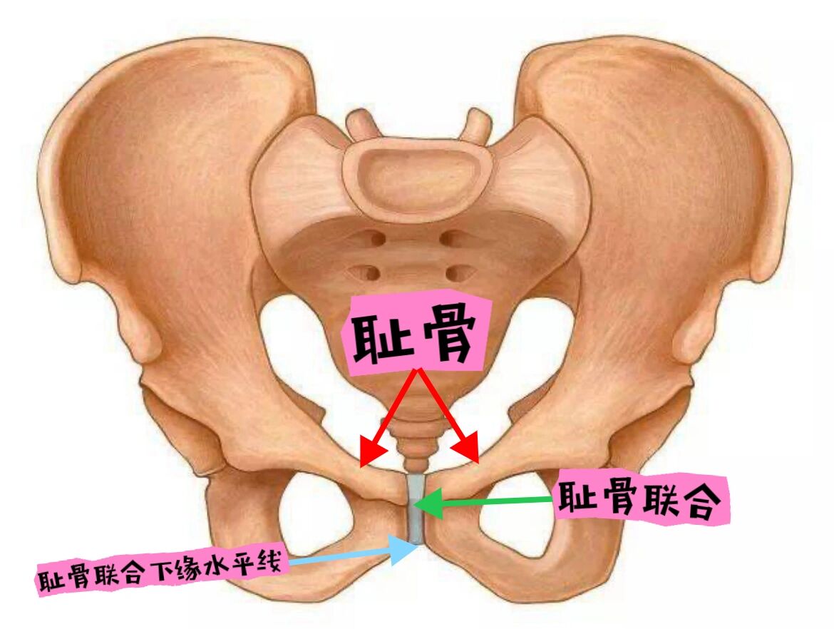 耻骨联合下缘位置图图片