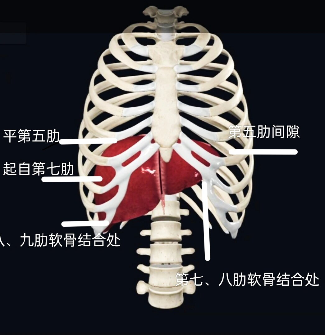 肝的体表投影上下界