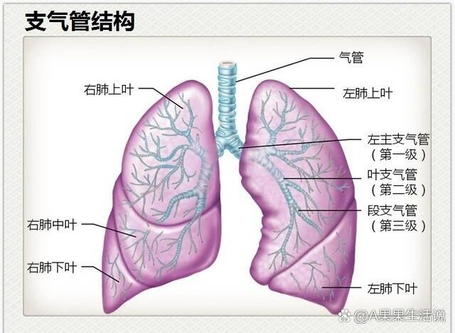 支气管 立体结构图片