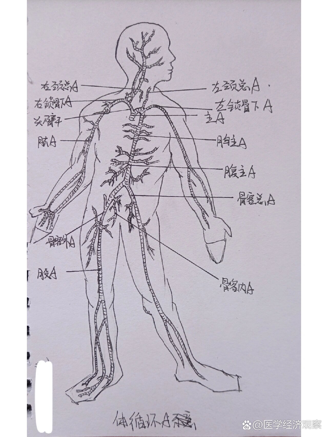 人体运动系统简图手绘图片