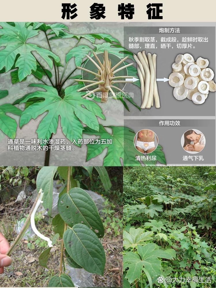  br>97别名: 寇脱,葱草,大通草,大叶五加皮,白通草  br>