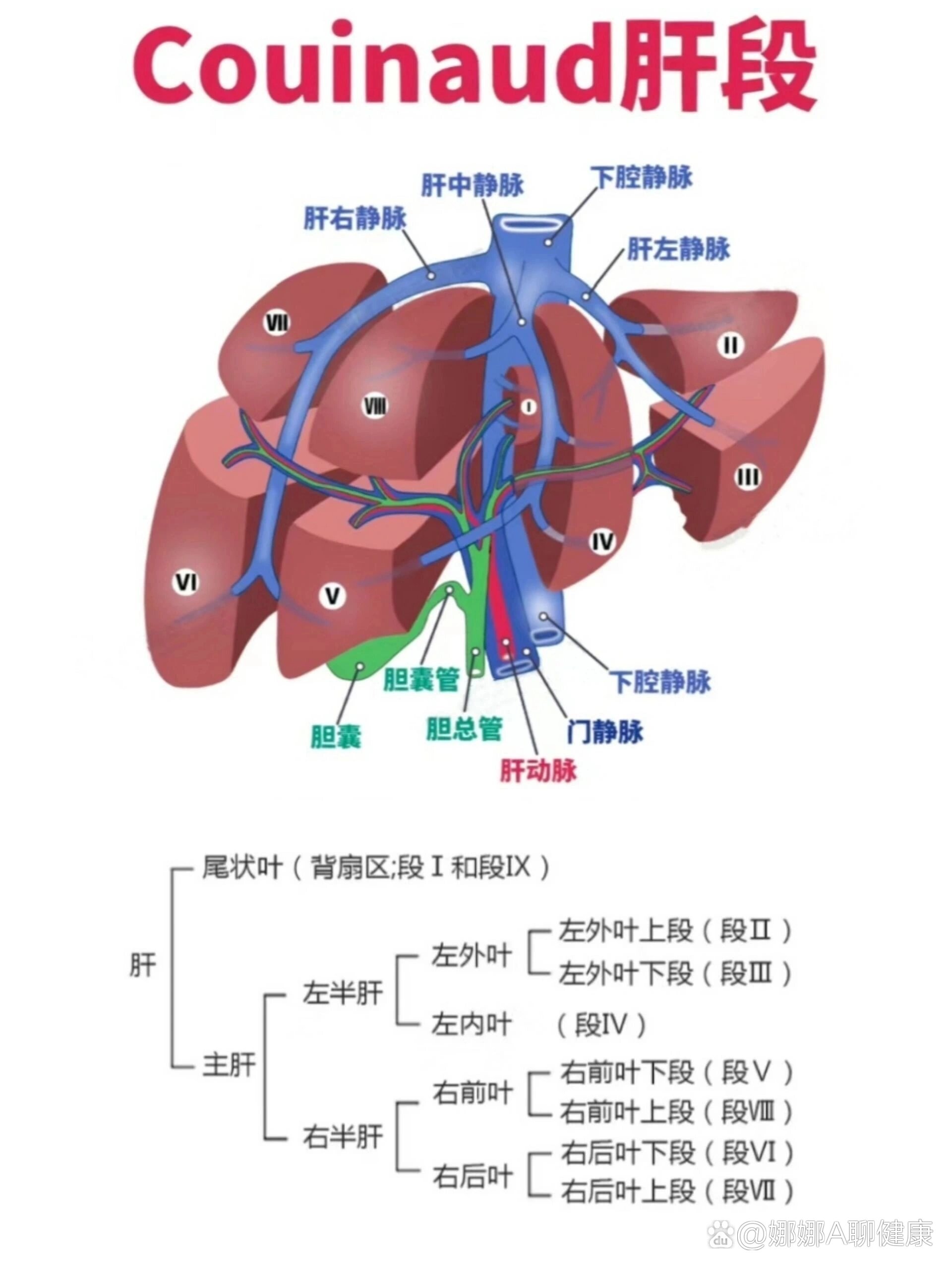 肝脏分段记忆方法