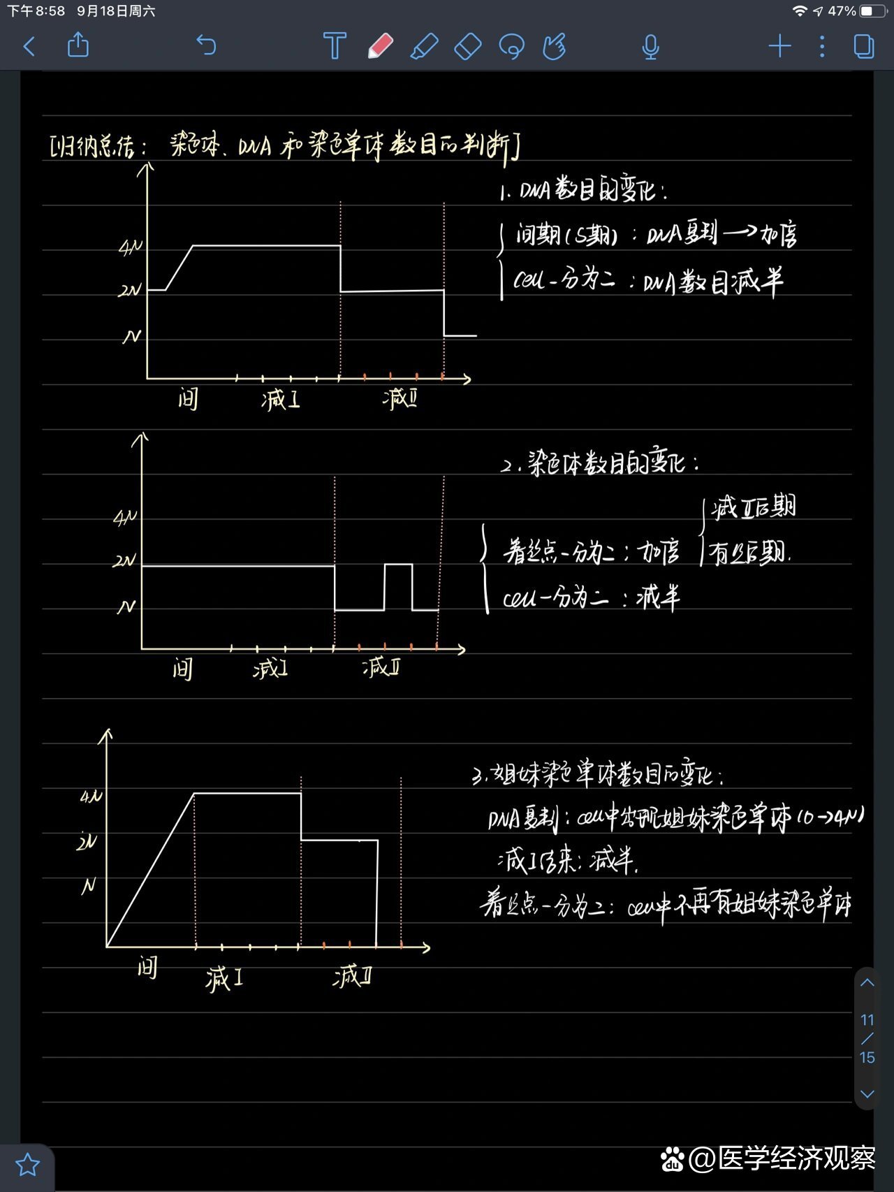 姐妹染色单体图解图片