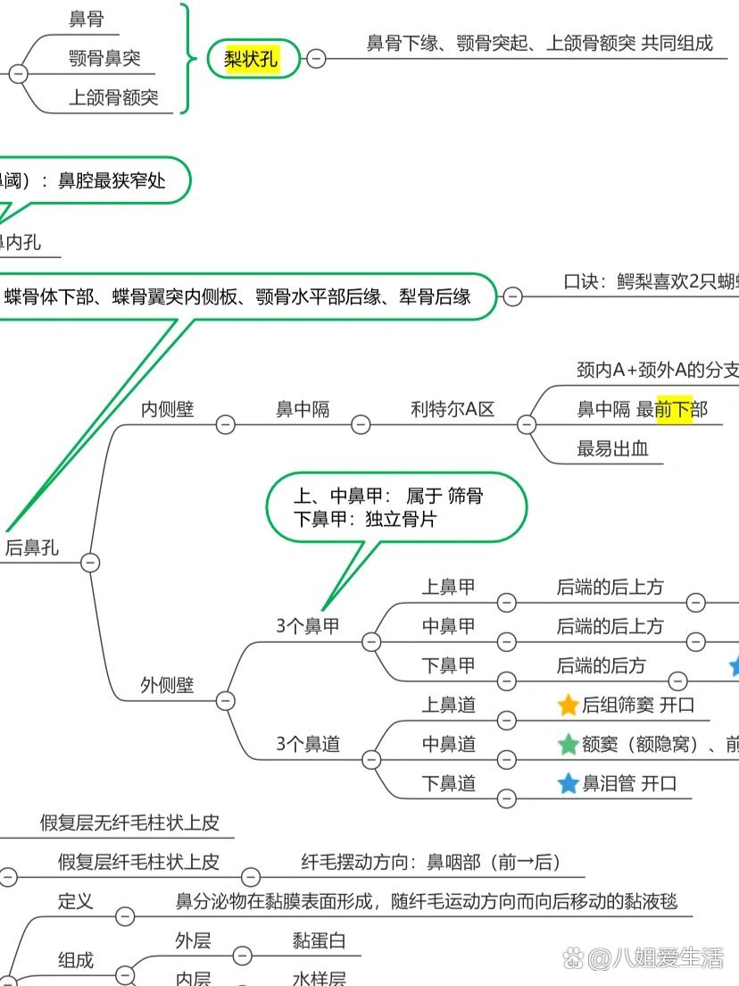 耳鼻喉•鼻解剖👃