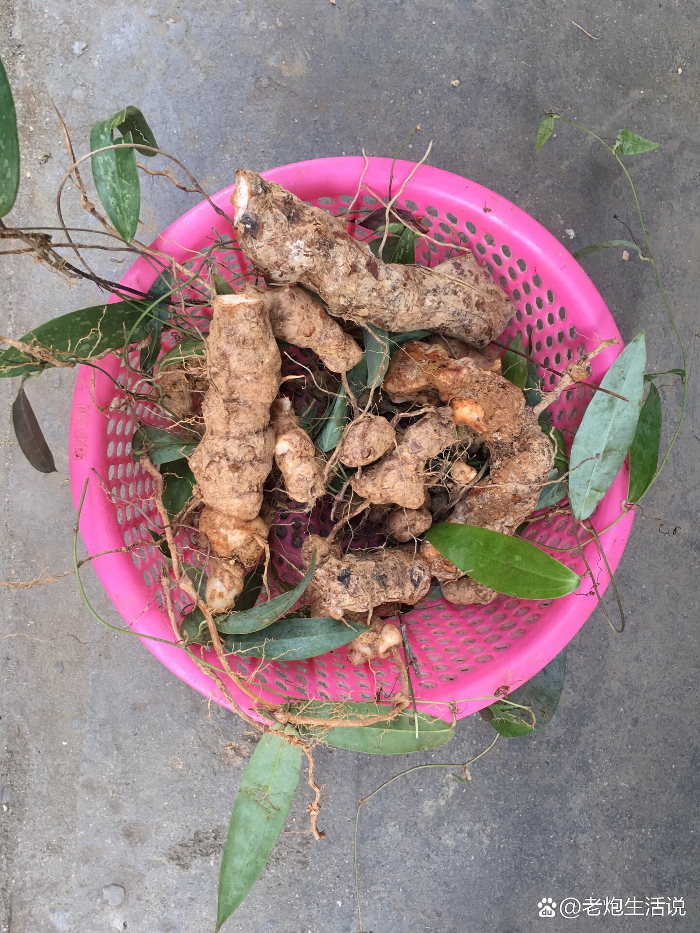 敖鲁古雅野生肝茯苓图片