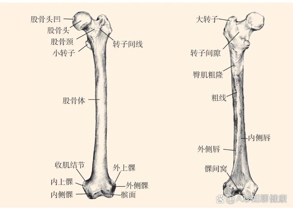 解剖篇·臀大肌