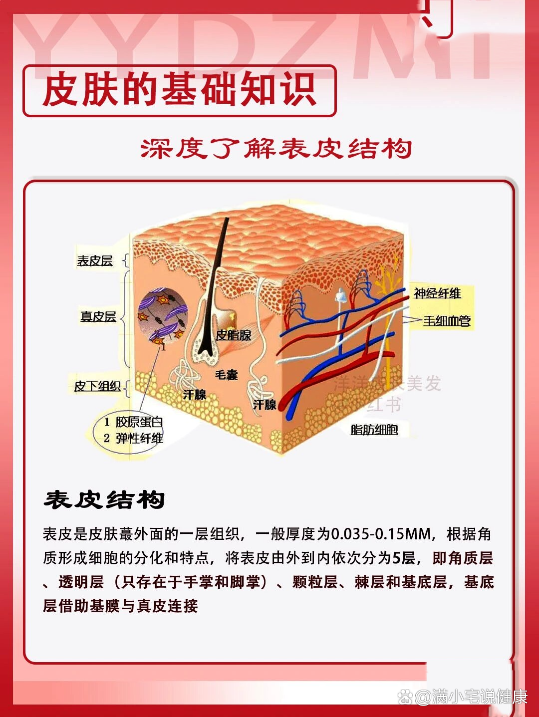 皮肤的基本结构97皮肤类型/皮肤管理知识