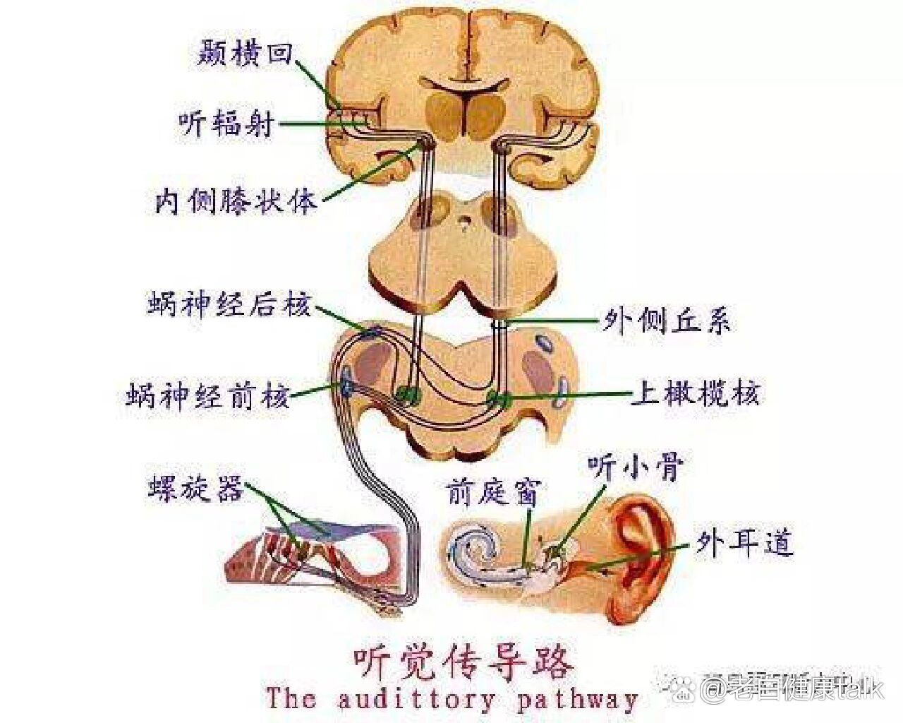 延髓橄榄体图片