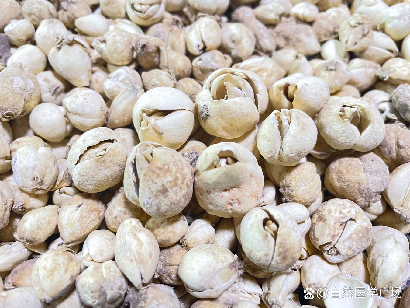 每天认识一种藏地宝物之野生藏贝母(一)