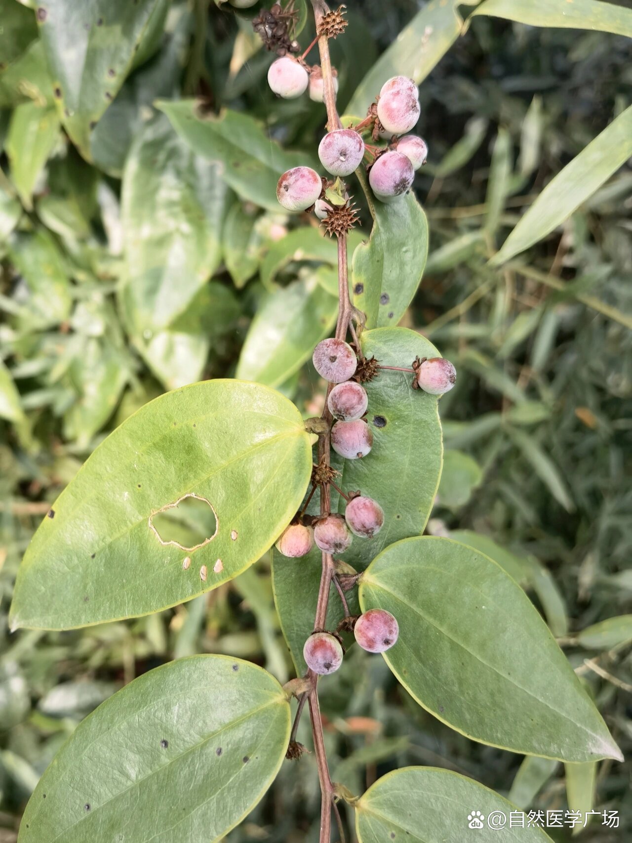 茯苓花 寓意图片