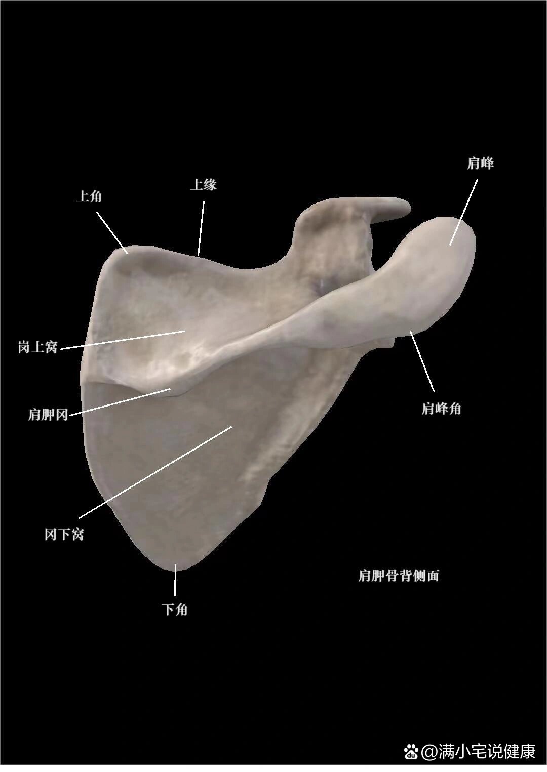 肩胛分区图片图片