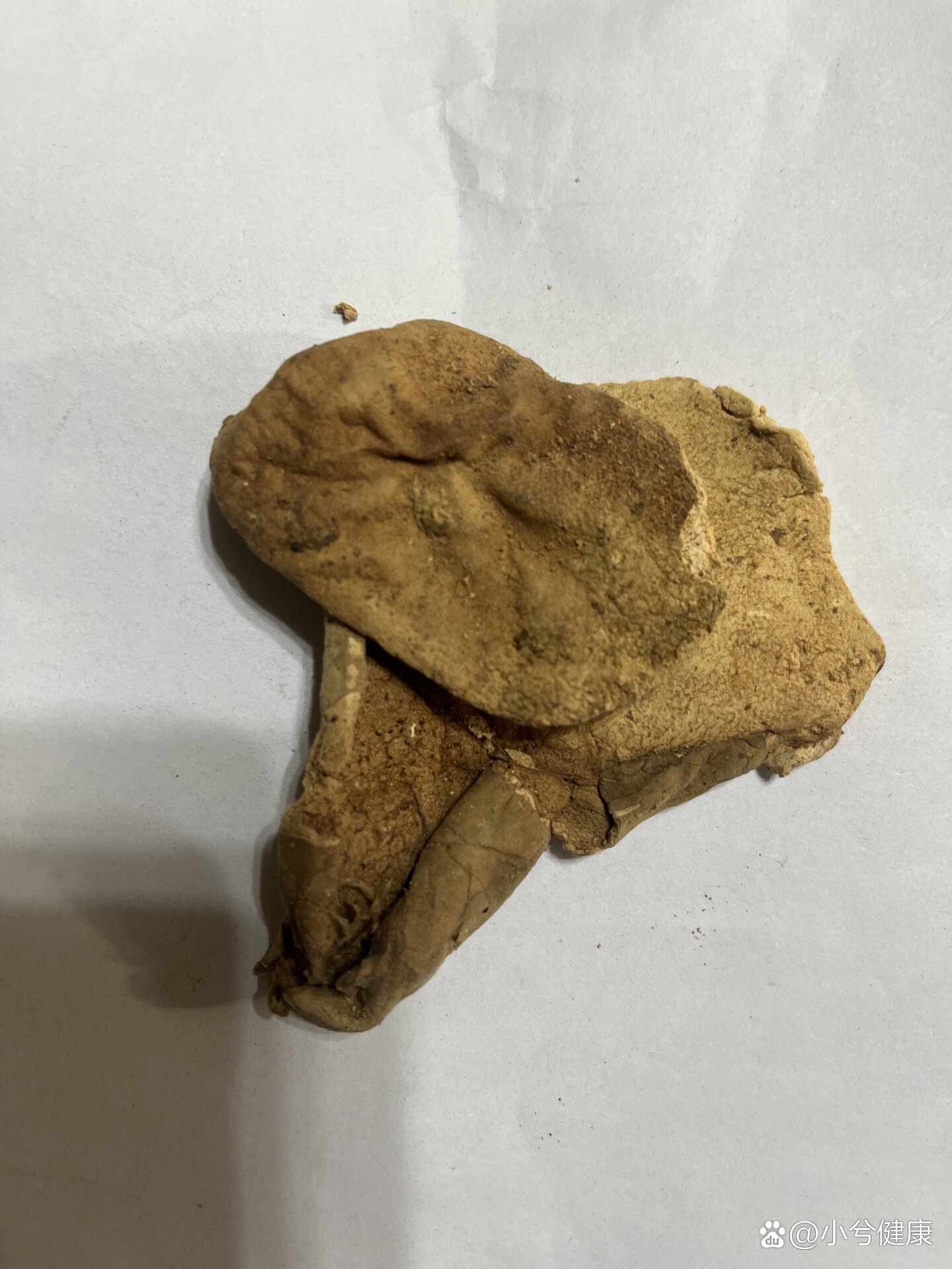 每日懂一味中药材?马勃