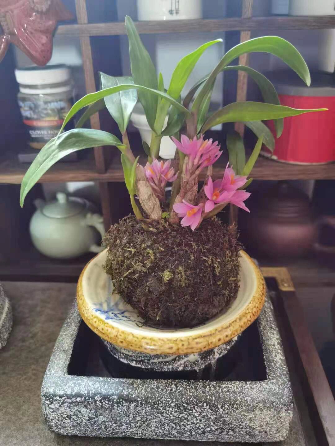  p>姬美石斛 br>姬美石斛,花期可以长达2-3个月.