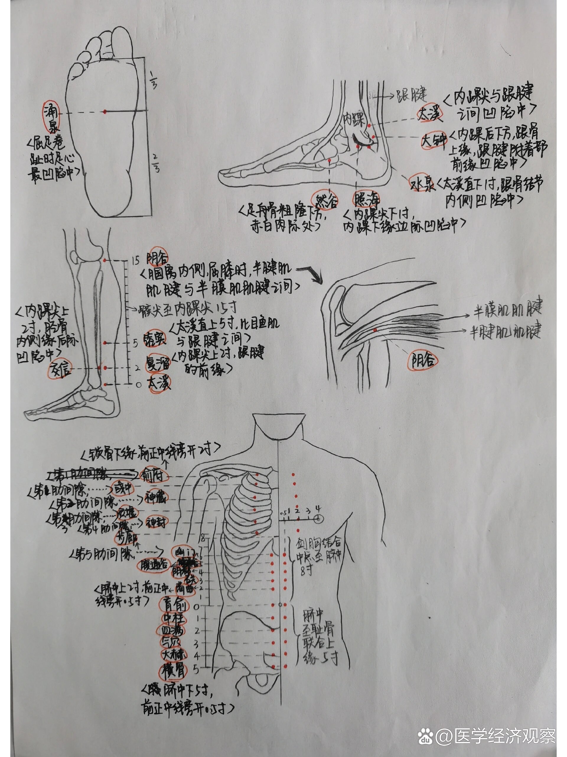 足少阴肾经图解图片