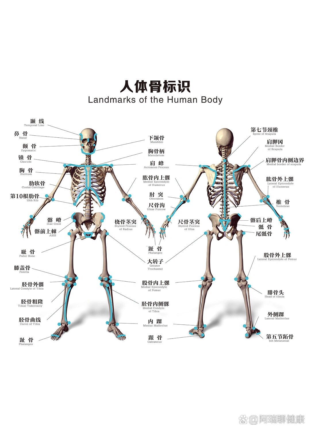 人体骨骼标识