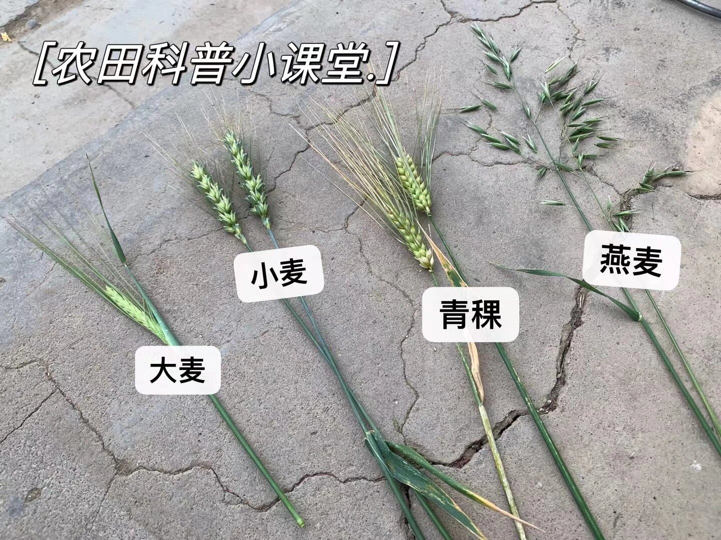 农田科普‖一图分清大麦,小麦,青稞,燕麦