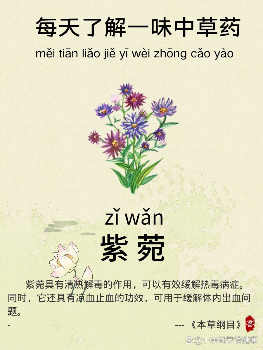 每天了解一味中草yao-紫菀