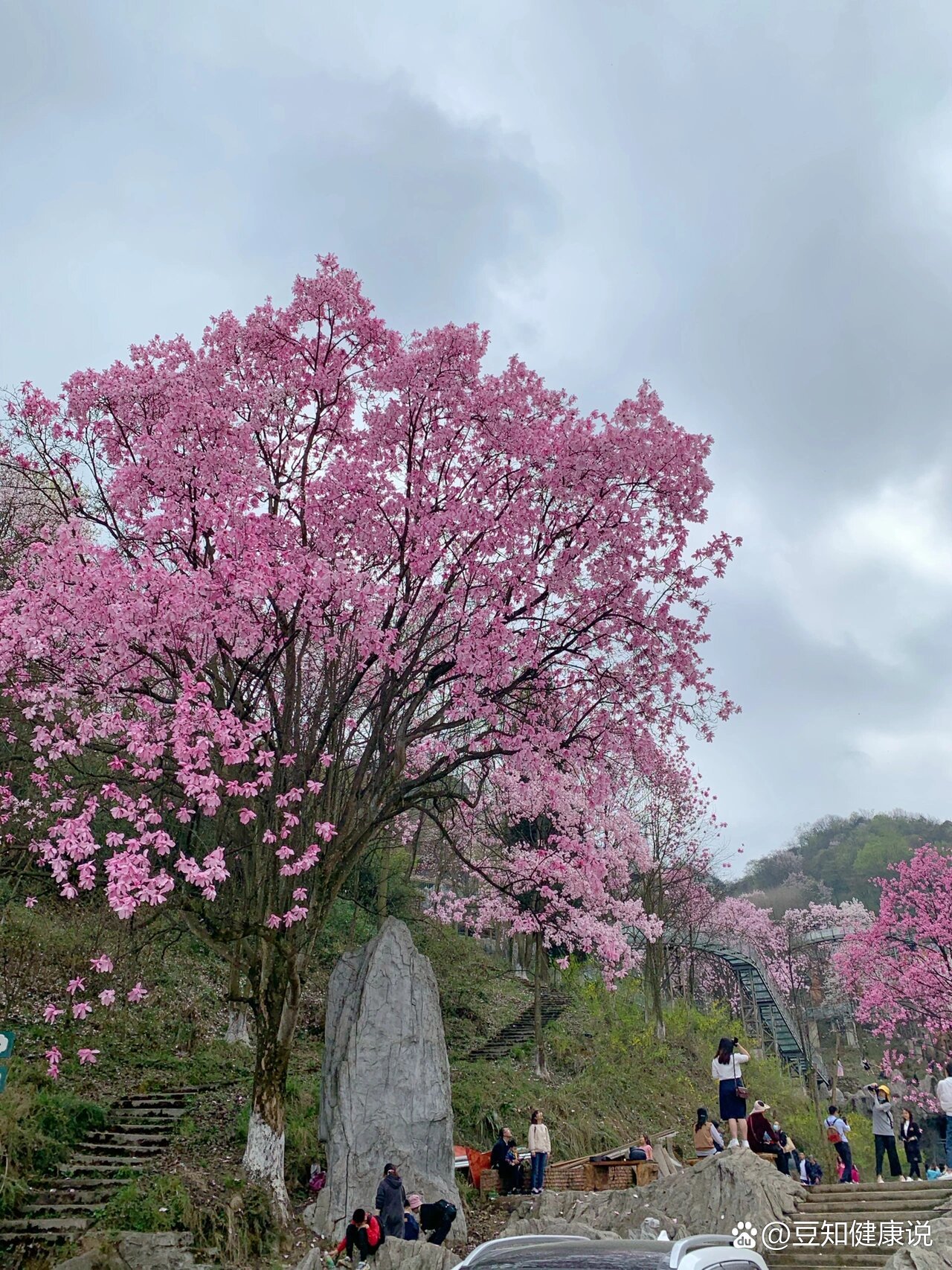 绵阳北川药王谷辛夷花也太美了吧