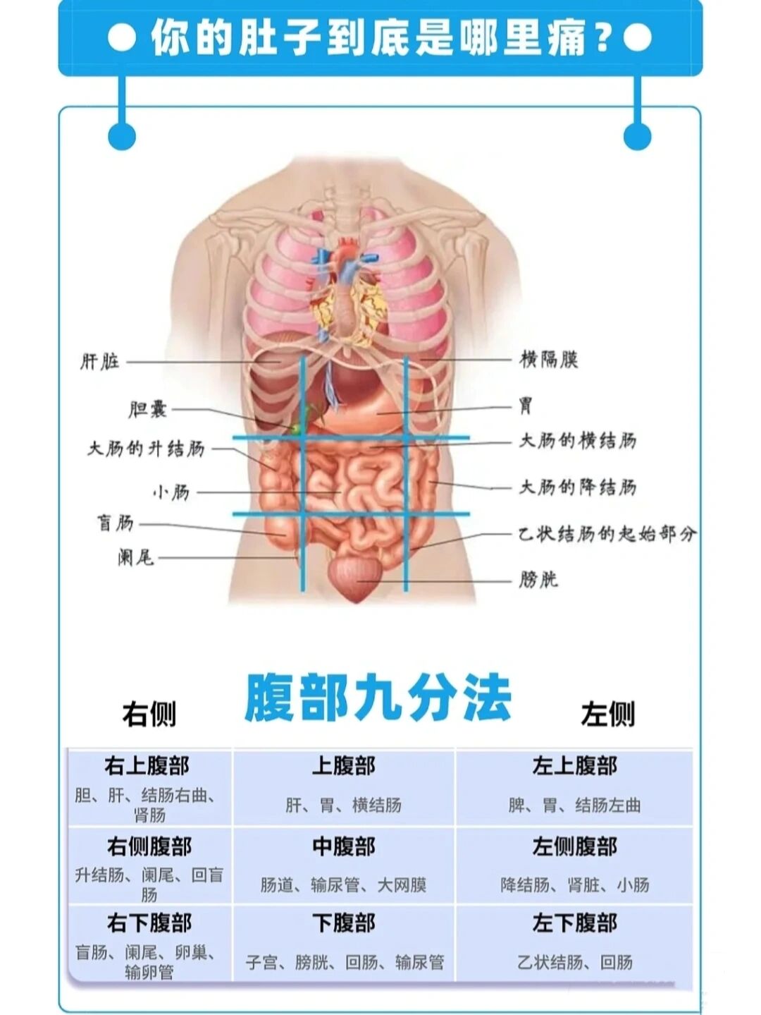 腹部4分法图片