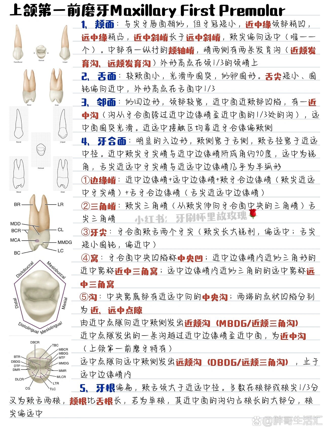 口腔解剖生理学|03|前磨牙的形态结构特点