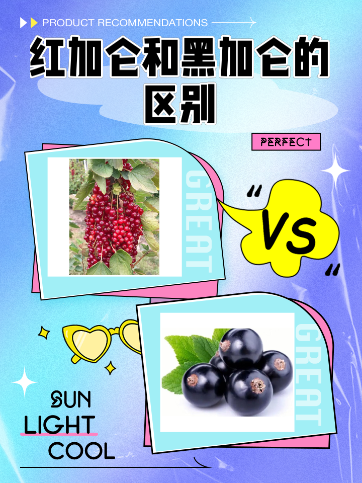 红加仑和黑加仑的区别
