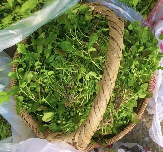 田荠：野菜中的“药食同源”宝藏