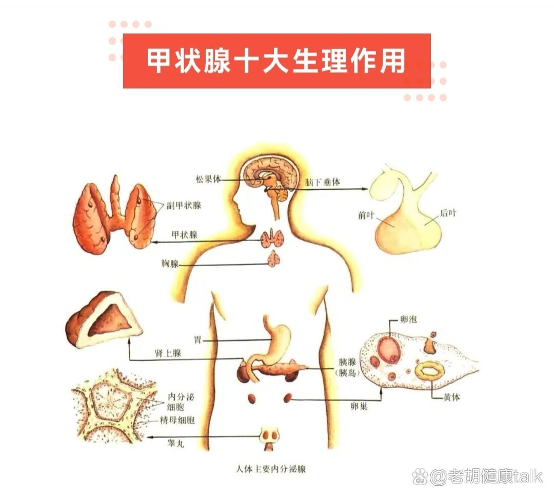 p 甲状腺的作用 br 它是进化史上最古老的内分泌器官