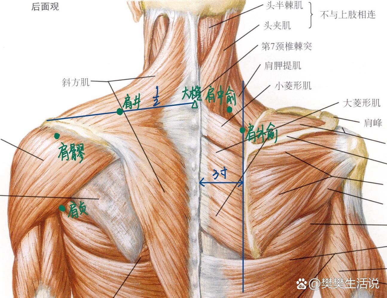 经络腧穴学习打卡