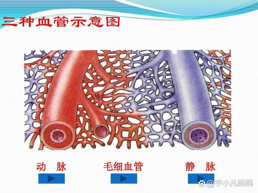 食指动脉血管分布图图片