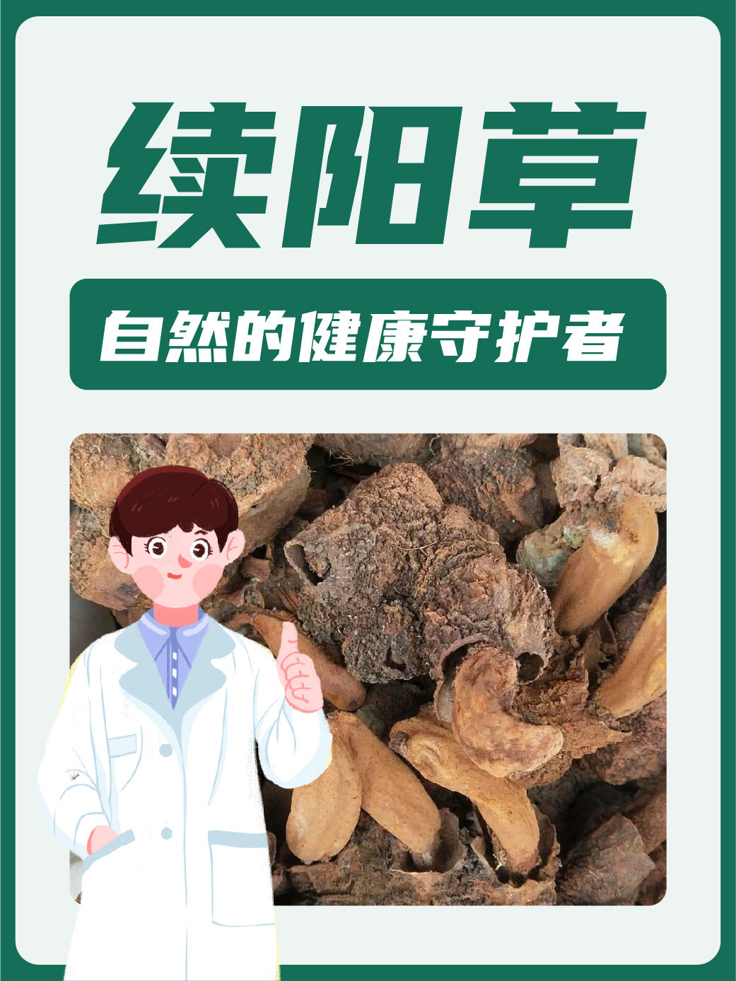 阴阳草图片功效与作用图片