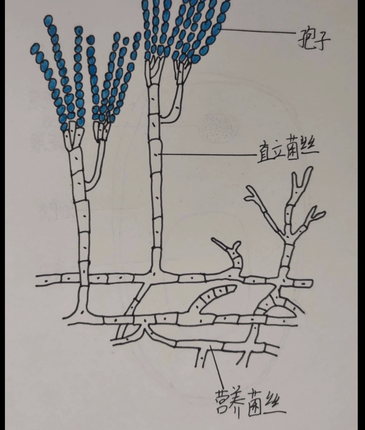 示意图 青霉菌的结构